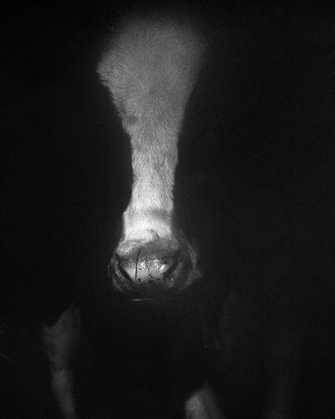 Vache, d'une vie où il n'avait pas de place, 2016, ©Cécile Monnier